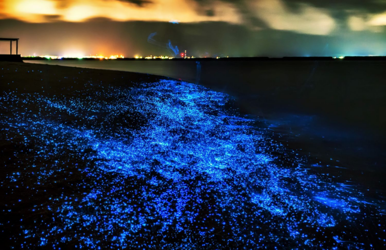 Sea of Stars In Maldives: Discovering the Magical Sea